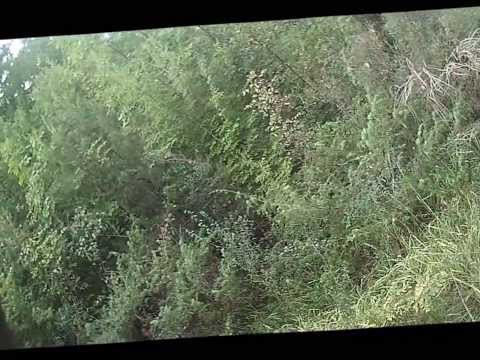 Caccia al Cinghiale in battuta