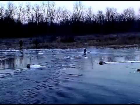 Caccia al germano reale