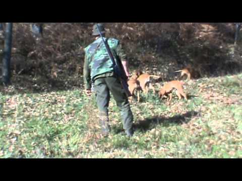 Caccia alla Lepre con i segugi