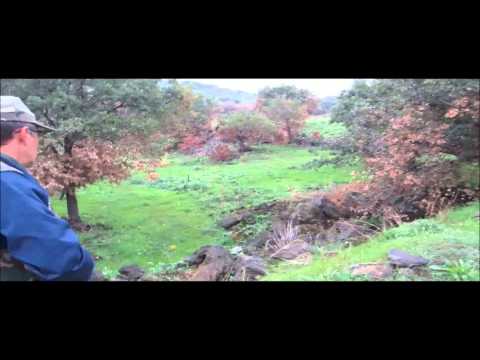 Caccia al Coniglio selvatico in Sicilia con il furetto