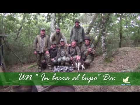 caccia ai colombacci nel Chianti. Video di caccia al colombaccio nelle splendide colline del Chianti.