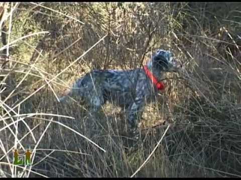 Caccia al fagiano. Video di caccia al fagiano con il setter