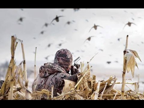 Caccia 2013: Anatre, Colombacci e Coturnici