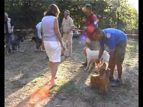 Cani da Caccia: Segugi d’oltralpe – Seconda Parte