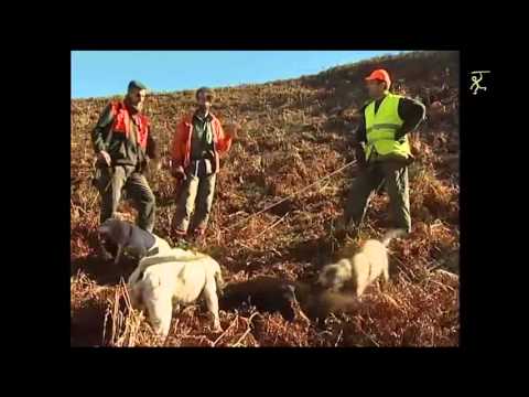 Video di Caccia al Cinghiale