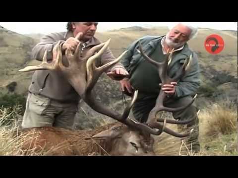 Caccia al Cervo in Nuova Zelanda