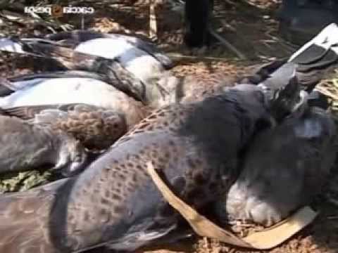 Caccia alla Tortora africana tra i girasoli