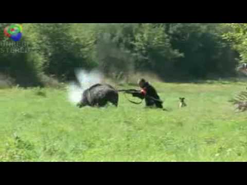 Cinghiale carica cacciatore nella posta