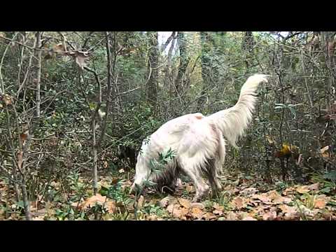 Caccia alla Beccaccia col setter