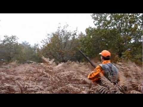 Caccia alla Beccaccia in Bretagna