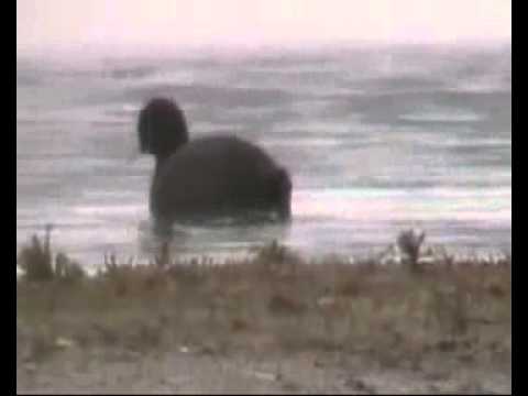 Caccia agli acquatici dal capanno