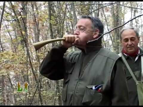 Segugi Italiani e Cani da Seguita su Lepre