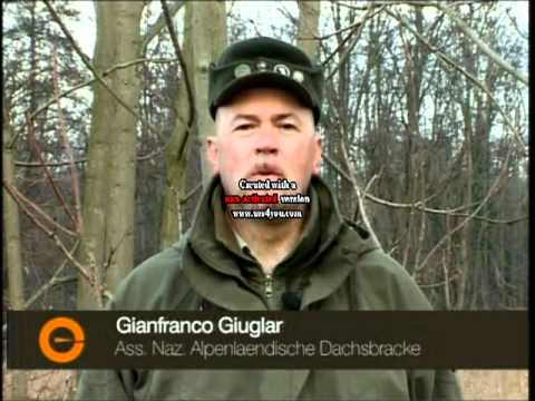 Dachsbracke a caccia in girata