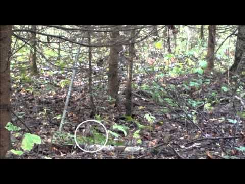 Caccia alle Beccacce sul Baltico