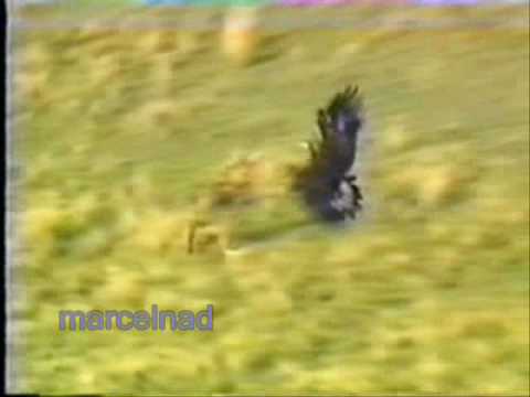 Caccia ai Lupi con l’Aquila dorata in Mongolia