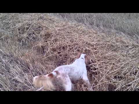 Cani da Caccia: addestramento su quaglia