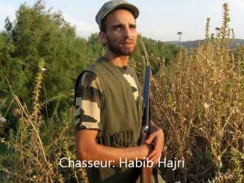 Caccia alla Tortora in Tunisia