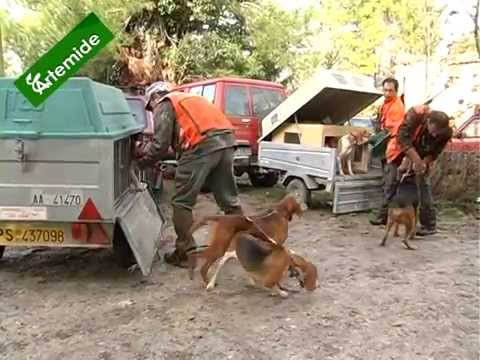 Caccia al Fagiano – seconda parte