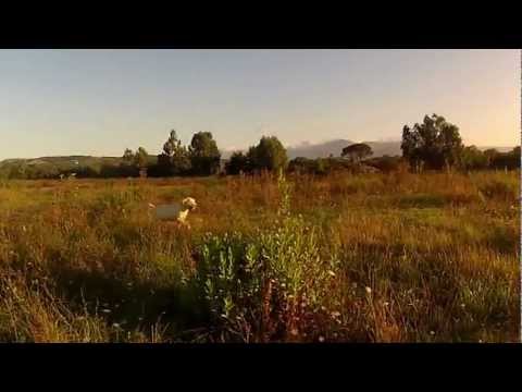 A caccia con lo Spinone