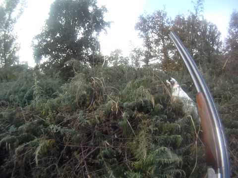 Caccia al Germano Reale con Setter Inglese