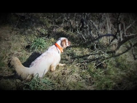 Beccacce e Beccaccini con Setter Inglese