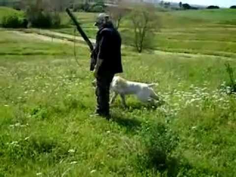 Cani da Caccia: Allenamento Spinone Italiano