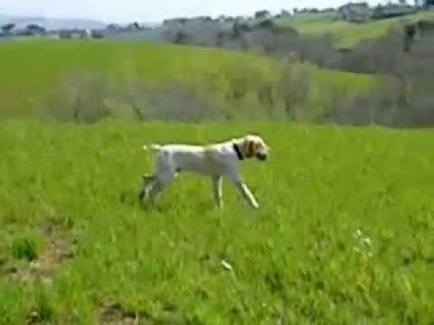 Spinone Italiano in ferma su quaglia
