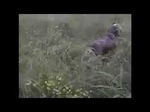 Spinone Italiano Anita guidata su fagiano