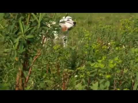 Caccia: la ferma del Setter Inglese