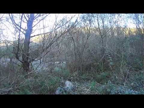 Caccia alla Beccaccia con il Pointer