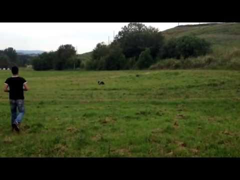 Cani da Caccia: Addestramento Setter Inglese