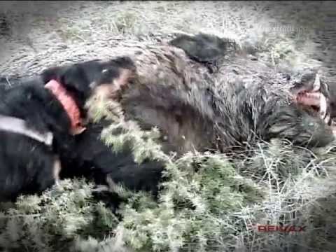 Caccia al Cinghiale in Spagna