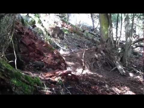 Cani: Gran Munsterlander su Cinghiale