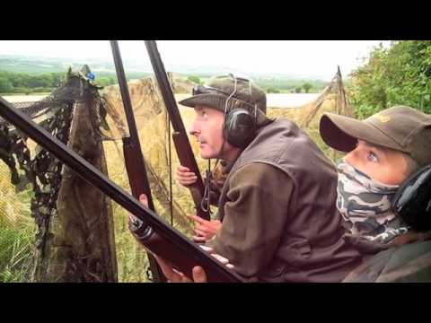 Caccia al Colombaccio al Campo in Irlanda