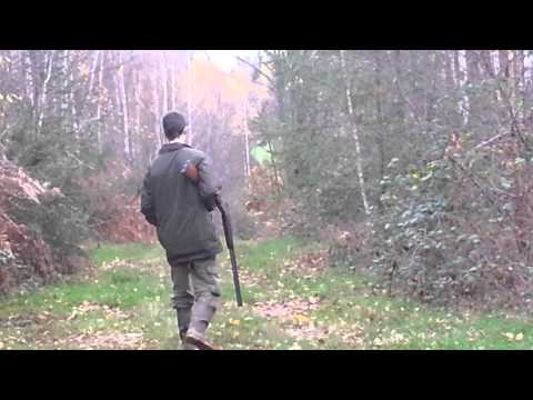 Caccia al Fagiano con il Setter Irlandese
