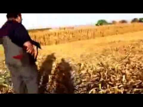 Caccia al Cinghiale