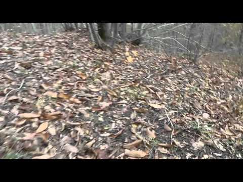 Caccia alla Beccaccia con Setter Inglese