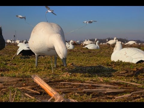 Caccia all\’Oca delle Nevi: richiami e mimetizzazione della posta- Snow Goose Hunting: Decoys and Blind Concealment