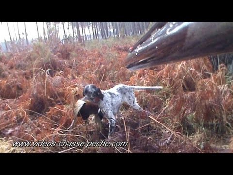 Caccia al Fagiano con il Setter Inglese