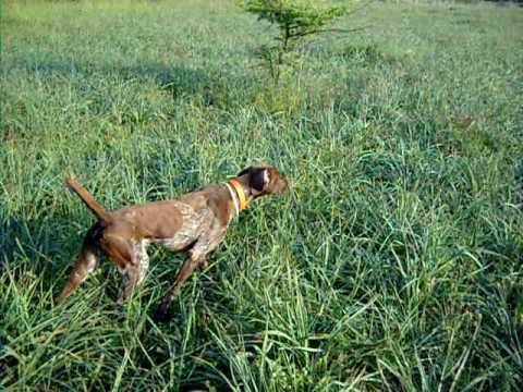 Kurzhaar si allena su quaglia