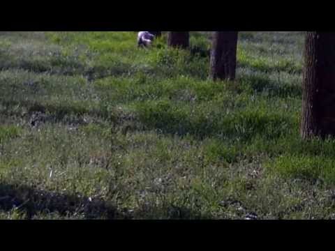 Allenamento Setter Inglese su quaglia