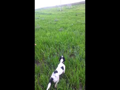 Addestramento Setter Inglese su quaglia