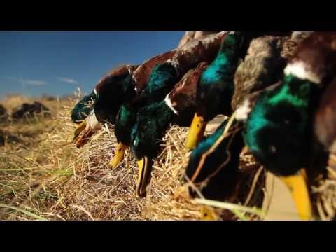 Caccia alle Anatre di fine stagione nel Missouri – Duck Hunting Late Season In Missouri