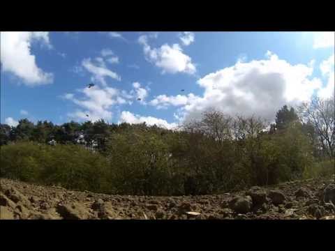 Caccia ai colombacci in Scozia