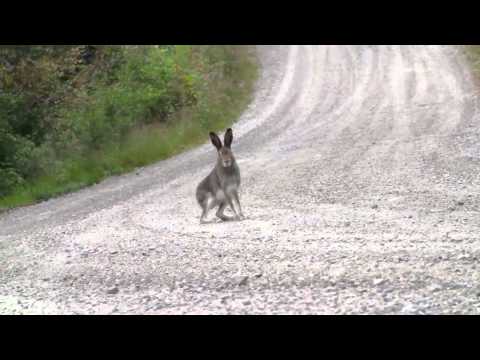 Beagle, segugio su Lepre