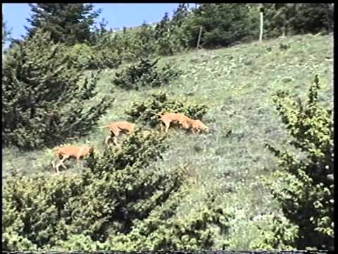 Allenamento Segugio Italiano