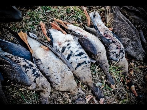 Caccia all’Ocha Lombardella – Specklebelly Goose Hunting