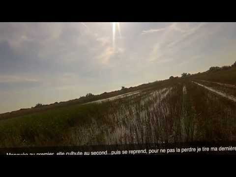 Caccia al Beccaccino con lo Springer Spaniel