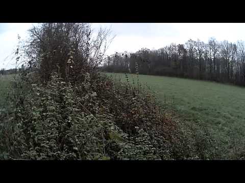 A caccia con il Setter Gordon, Lepri e Fagiani