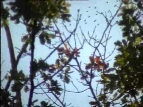 Caccia al Colombaccio da capanno – palomas – pidgeon